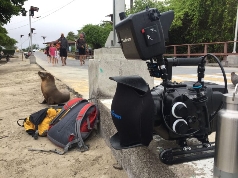 Monty Halls - Sealion and camera